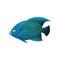 Predatory blue-colored fish with big fins, side view. Marine animal. Sea creature. Flat vector element for poster or