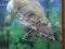 A predatory Caiman turtle dived into the clear water of the aquarium upside down against a background of green algae.