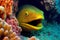 Predatory dangerous moray eel with yellow round eyes looking out of hiding