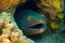 Predatory dangerous moray eel with yellow round eyes looking out of hiding