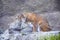 Predatory dangerous wild red-haired lynx cat sits on a stone on