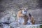 Predatory dangerous wild red-haired lynx cat sits on a stone on