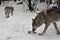 Predatory evil wolf runs bared his teeth to the wolf male, her husband, intending to take away his bone. Winter snowfall