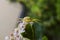 Predatory Flower spider - Misumena vatia