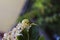 Predatory Flower spider - Misumena vatia