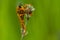 Predatory fly robber traps the victim on the stem of the plant