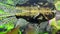 Predatory freshwater butterfly fish.Pantodon buchholzi 1
