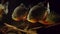 Predatory hungry freshwater red bellied piranha fish swimming in river water in South America jungle. Flock of piranhas
