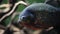 Predatory hungry freshwater red bellied piranha fish swimming in river water in South America jungle. Flock of piranhas