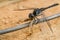 Predatory insect black dragonfly sits on a piece of wire