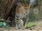 A predatory leopard near a tree.