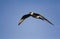 Predatory northern Arctic skua in flight against the blue sky