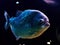 Predatory piranha fish close-up on a dark background