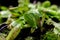 The predatory plant Dionaea muscipula of the Droseraceae family, called Venus flytrap. Sash trap with sharp teeth