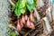 Predatory plant Nepenthes