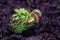 Predatory plant Venus flycatcher close-up image with soft selective focus