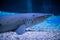 A predatory shark Selachimorpha awaits a prey at the bottom in dark water