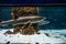 Predatory sharks swim in the aquarium in a circle