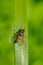 Predatory Snipe Fly - Genus Chrysopilus