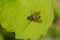 Predatory Snipe Fly - Genus Chrysopilus