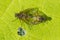 Predatory Snipe Fly - Genus Chrysopilus