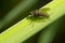 Predatory Snipe Fly - Genus Chrysopilus