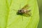 Predatory Snipe Fly - Genus Chrysopilus