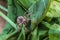 Predatory spider wolf on a green leaf