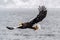 The Predatory Stellers Sea-eagle