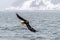 The Predatory Stellers Sea-eagle