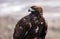 Predatory steppe eagle.