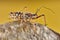 Predatory true bug in the family Nabidae. Close up macro stacking won the yellow background
