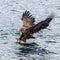 The Predatory White-talied Sea Eagle