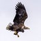 The Predatory White-talied Sea Eagle