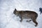 Predatory, wild life in pursuit of its prey in Finnish Lapland