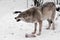 Predatory wolf roars angrily, baring his teeth. she guards a piece of meat from enemies, afraid of losing prey. snowing