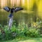 Preening Anhinga