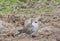 Preening cape turtle-dove isolated
