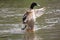 Preening duck on the river