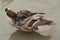 Preening duck in water