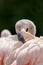 Preening feathers. Flamingo bird preening its feathers.