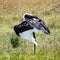 Preening female saddle-billed stork in the Masai Mara