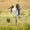 Preening female saddle-billed stork in the Masai Mara vertical format