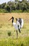 Preening female saddle-billed stork in the Masai Mara vertical format