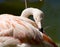 Preening flamingo