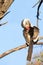 Preening Hornbill