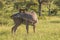 Preening kudu bull isolated in Kruger Park