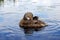 Preening mallard duck