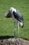 Preening Marabou Stork