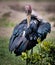 Preening marabou stork fluffs and cleans its feathers